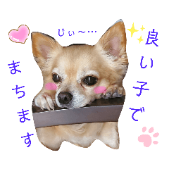 [LINEスタンプ] ナナちゃんスタンプ【よく使うワン⑤】