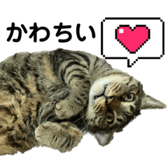 [LINEスタンプ] ハッピー＆ラッキースタンプ(=^ェ^=) ⑨