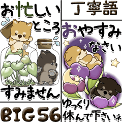 [LINEスタンプ] 【Big】柴犬・ちゃちゃ丸 56『丁寧語』の画像（メイン）