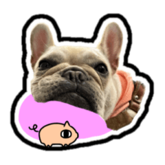 [LINEスタンプ] フレンチブルドッグのにこ