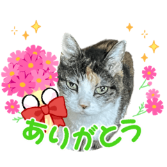 [LINEスタンプ] みいことふーちゃん