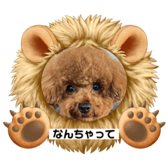 [LINEスタンプ] トイプードル マリン