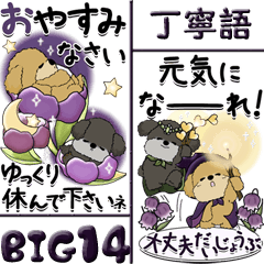 [LINEスタンプ] 【Big】プードル犬 14『丁寧語』