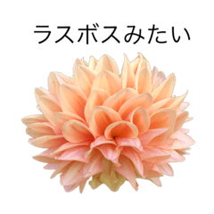 [LINEスタンプ] 花 dodoスタンプ300flowerの画像（メイン）