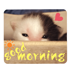 [LINEスタンプ] タイラーさんと仔猫たち