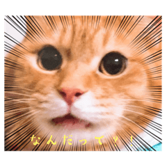 [LINEスタンプ] 猫のジン様シリーズ