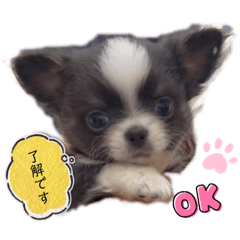 [LINEスタンプ] チワワブルータンホワイトフォーンホワイトの画像（メイン）