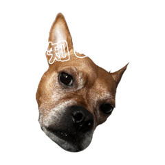 [LINEスタンプ] Sunnyの日常❸
