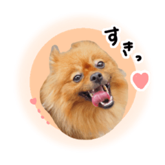 [LINEスタンプ] ぽぽんぷ‼︎