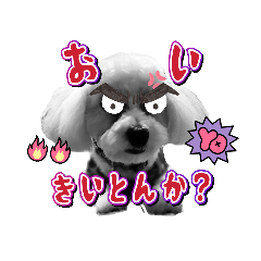 [LINEスタンプ] たのしい犬 happy dogs