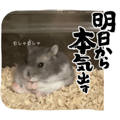 [LINEスタンプ] 暴れ食いしん坊ハムスターやちる君