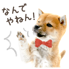 [LINEスタンプ] 関西弁で柴犬だワン！の画像（メイン）