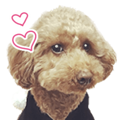 [LINEスタンプ] かわいい犬猫の行事と日常で使えるスタンプの画像（メイン）