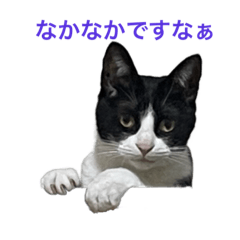 [LINEスタンプ] くるみ猫スタンプYK