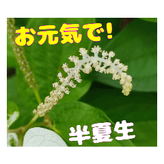 [LINEスタンプ] 横浜で見られる山野草