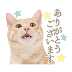 [LINEスタンプ] 茶トラのトラちゃんスタンプ3