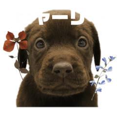 [LINEスタンプ] 我が家の家族！チャーリーです！！