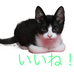 [LINEスタンプ] くるみ猫スタンプYK②