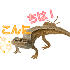 [LINEスタンプ] キャワウィイ カナヘビスタンプ第三弾