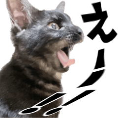 [LINEスタンプ] 動く実写猫スタンプ。みつおふう［修正版］の画像（メイン）