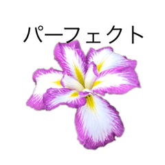 [LINEスタンプ] 花 dodoスタンプ302flower