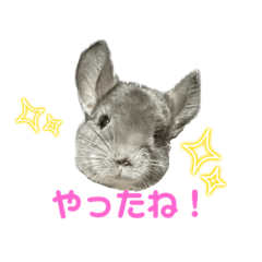 [LINEスタンプ] ひきこもり系チンチラこたろう