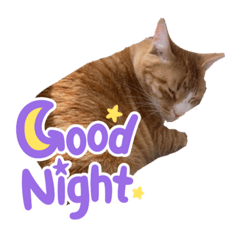 [LINEスタンプ] レオと野良ちゃんのスタンプ