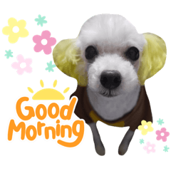 [LINEスタンプ] プードルのポプリ