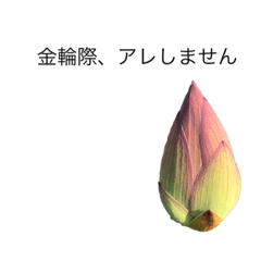 [LINEスタンプ] 花 dodoスタンプ303flower