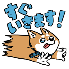 [LINEスタンプ] 着ぐるみのような柴犬