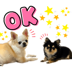 [LINEスタンプ] チワワのゆずとあんず
