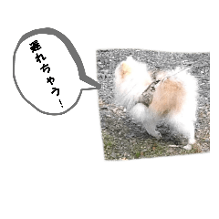 [LINEスタンプ] わたきちのスタンプ3