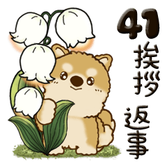 [LINEスタンプ] 柴犬・ちゃちゃ丸 41『挨拶・返事』