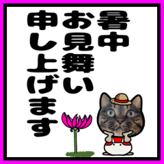 [LINEスタンプ] キジトラ猫ポップアップスタンプ(夏)