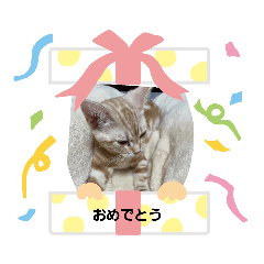 [LINEスタンプ] にゃんこにゃんにゃんこ11