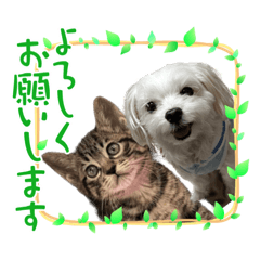 [LINEスタンプ] ライチくんデビューの画像（メイン）