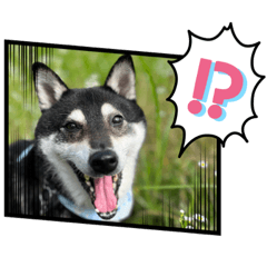 [LINEスタンプ] 黒柴マメテツ2