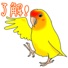 [LINEスタンプ] コザクラインコの使える基本スタンプ