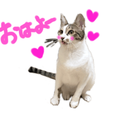 [LINEスタンプ] rescued cat sticker (保護猫スタンプ) ①