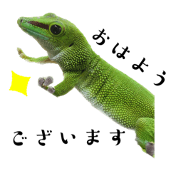 [LINEスタンプ] ヤモリで会話