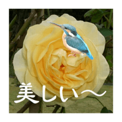 [LINEスタンプ] 黄色い薔薇カワセミ