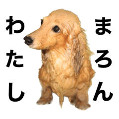 [LINEスタンプ] まろんちゃん詰め合わせ