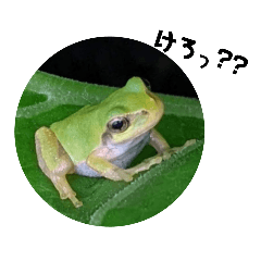 [LINEスタンプ] 蛙けろけろスタンプ