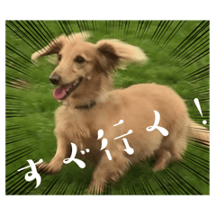 [LINEスタンプ] じゃっくとふぇる