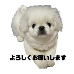 [LINEスタンプ] かわちいしらたまのスタンプ