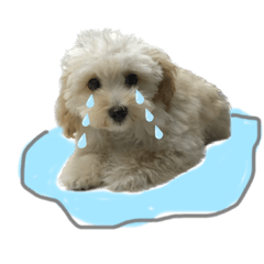 [LINEスタンプ] マルプーのふくまる②