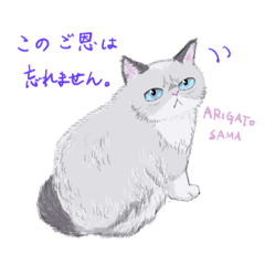 [LINEスタンプ] イイと思ってる猫たち