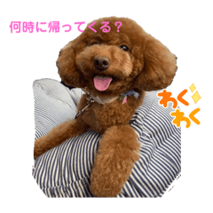 [LINEスタンプ] Angieの愛犬フランSTAMPS