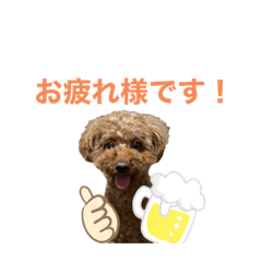 [LINEスタンプ] トイプードルのおとちゃん