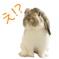 [LINEスタンプ] かわいいたれみみ
